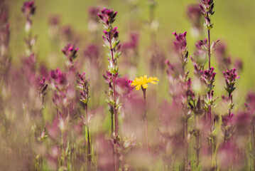 diente de  leon.flor amarilla, flor, naturaleza, primavera, verano, dehesa, flor, amarilla, campa, margarita, fábrica, huerta, césped, florecer, beldad, flora, florecer, inhospitalario, anaranjada, fl