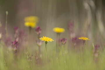 diente de  leon.flor amarilla, flor, naturaleza, primavera, verano, dehesa, flor, amarilla, campa, margarita, fábrica, huerta, césped, florecer, beldad, flora, florecer, inhospitalario, anaranjada, fl