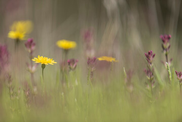 diente de  leon.flor amarilla, flor, naturaleza, primavera, verano, dehesa, flor, amarilla, campa, margarita, fábrica, huerta, césped, florecer, beldad, flora, florecer, inhospitalario, anaranjada, fl