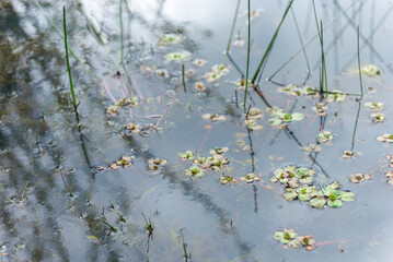 reflejos de  agua, plantas de  agua, acuático, lago, naturaleza, río, charcas, césped, árbol,...