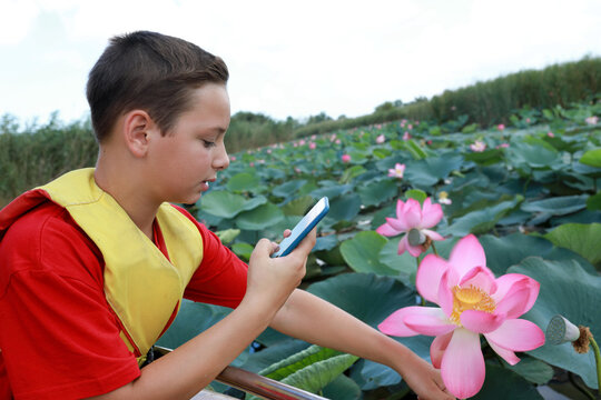 Child takes picture of indian lotus flower