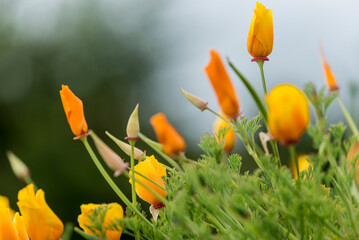 flor naranja, flor natural, flor, naturaleza, anaranjada, huerta, verano, primavera, f&aacute;brica, amarilla, campa, florecer, flor, flora, beldad, florecer, cal&eacute;ndula, dehesa, calendula, floral, color, c&eacute;s