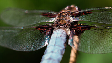 A macro of a dragonfly