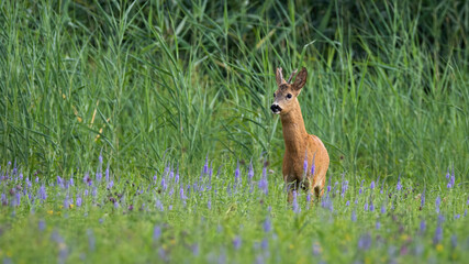 Roe deer, capreolus capreolus, standing on wildlfower meadow in summer nature. Roebuck observing on green field. Antlered mammal looking on grassland.