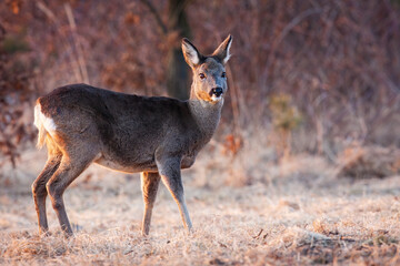 Roe deer, capreolus capreolus, female observing on frost glade in spring. Doe looking on white dry grass in springtime. Brown mammal standing on field.