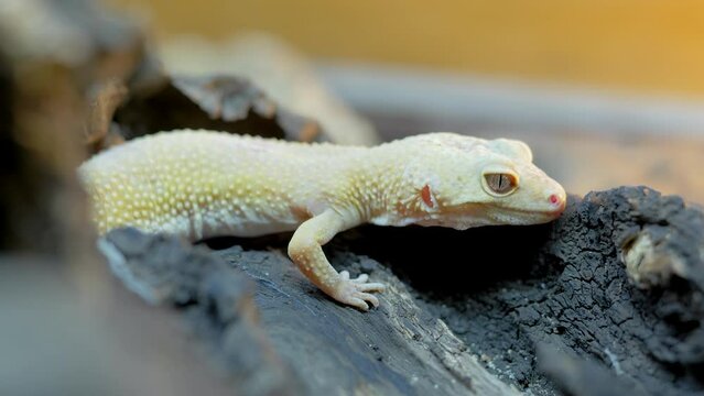 Reptile Yellow Lizard