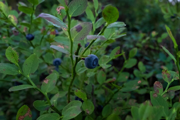 large wild blueberry and bilberry early an autumn