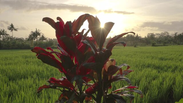 Cordyline fruticosa in the rice fields at sunset. Famous plant in Bali. It is used in spiritual and religious ceremonies, cooking, healing. For protection from evil spirits and negative energy. 4K