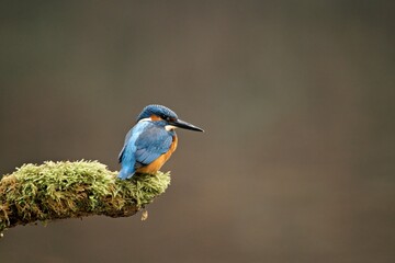 eisvogel, bird, wild lebende tiere, tier, natur, blau,