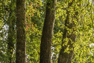 árbol, bosque, naturaleza, verde, madera, árbol, primavera, hojas, paisaje, madera, verano,...