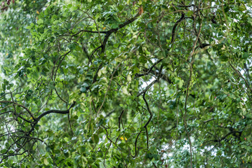 texturas naturales, hojas  verdes, árbol, naturaleza, primavera, hojas, hojas, sucursal, flor, bosque, árbol, fábrica, verano, cielo, follaje, florecer, huerta, sol, cereza, flor, florecer, sucursal, 