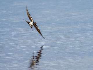 Barn swallow flying over the lake