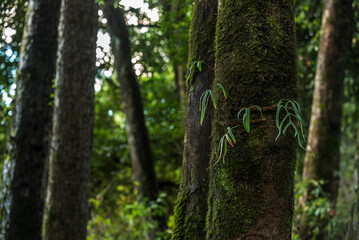 Obraz premium hojas verdes, hojas colgantes, bosque, árbol, naturaleza, verde, árbol, madera, paisaje, madera, cofres, aparcar, camino, nativo, fábrica, corteza, verano, hojas, ambiente, primavera, hojas, bosque, 