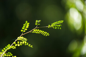 hojas  verdes, hojas  naturales, primavera, &aacute;rbol, naturaleza, sucursal, hojas, f&aacute;brica, hojas, bosque, verano, follaje, aumento, flor, brotar, &aacute;rbol, ambiente, ciclos, huerta, ramita, sucursal, cielo