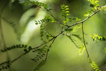 hojas  verdes, hojas  naturales, primavera, árbol, naturaleza, sucursal, hojas, fábrica, hojas, bosque, verano, follaje, aumento, flor, brotar, árbol, ambiente, ciclos, huerta, ramita, sucursal, cielo