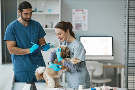 Happy young female veterinary clinician examining cute yorkshire terrier