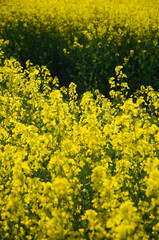 Yellow rape seed field in Oxfordshire, Brassica Napus. Background image with shallow depth of focus.