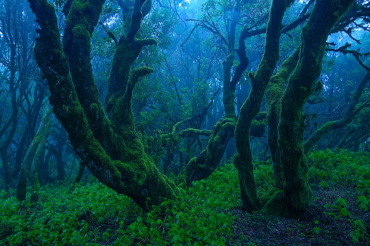 Tree trunks in misty woods