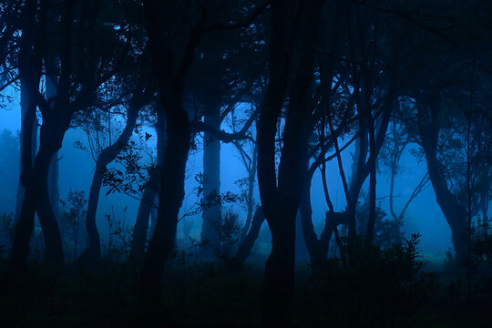 Tree trunks in misty woods