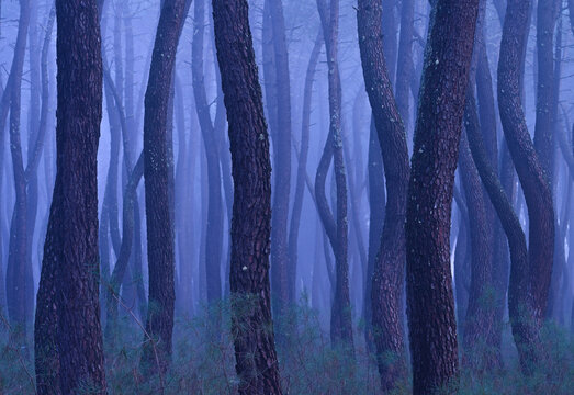 Tree trunks in misty woods