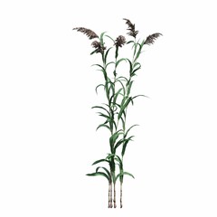 wild field grass, isolated on white background, 3D illustration, cg render