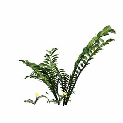 wild field grass, isolated on white background, 3D illustration, cg render