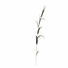 wild field grass, isolated on white background, 3D illustration, cg render