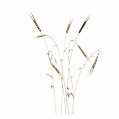 Fototapeta premium wild field grass, isolated on white background, 3D illustration, cg render