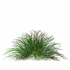 wild field grass, isolated on white background, 3D illustration, cg render