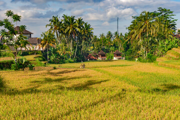 Fototapeta premium Rice terrace fields in a sunny day with tall coconut palms along the edge of the field at Ubud, Bali, Indonesia 