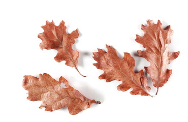 Oak leaves in autumn isolated on white background, top view