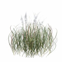 wild field grass, isolated on white background, 3D illustration, cg render
