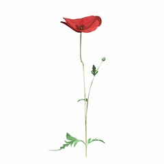 wild field grass, isolated on white background, 3D illustration, cg render