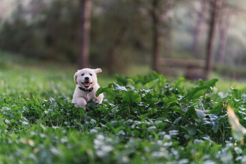 Cachorro de golden retriver corriendo y jugando en el campo