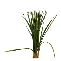 wild field grass, isolated on a transparent background, 3D illustration, cg render