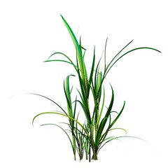 wild field grass, isolated on a transparent background, 3D illustration, cg render