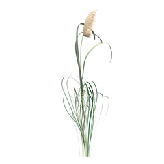 wild field grass, isolated on a transparent background, 3D illustration, cg render
