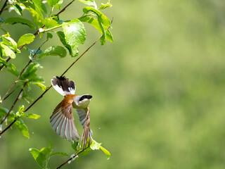 Red-backed shrike flying off the branch