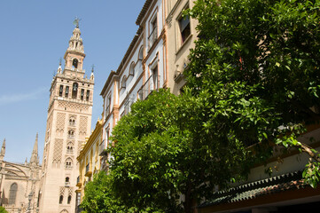 Obraz premium Looking up at the Giralda tower in Seville, Orange trees in foreground