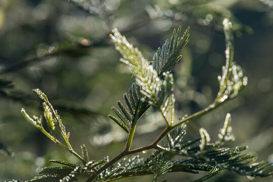 hojas de  aromo,aromo,plantas verdes,naturaleza
