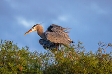 The grey heron is an easily recognised, grey-backed bird, with long legs, a long, white neck, bright yellow bill and a black eyestripe that continues as long, drooping feathers down the neck.