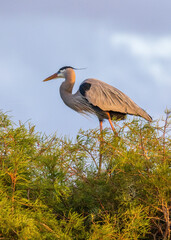 The grey heron is an easily recognised, grey-backed bird, with long legs, a long, white neck, bright yellow bill and a black eyestripe that continues as long, drooping feathers down the neck.