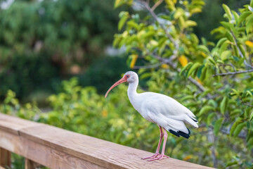 White Ibises gather in groups in shallow wetlands and estuaries in the southeastern United States.