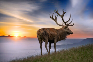 Hirsch im Sonnenaufgang und Nebel
