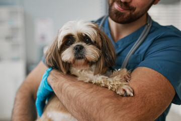 Close-up of cute fluffy yorkshire terrier on hands of young veterinarian