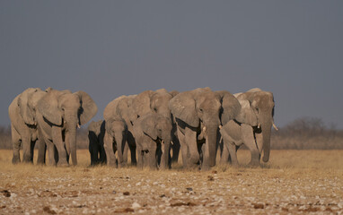 Obraz premium Herd of African Elephant (Loxodonta africana) approaching a waterhole in Etosha National Park, Namibia