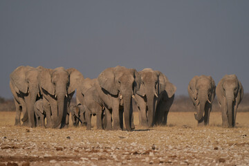 Obraz premium Herd of African Elephant (Loxodonta africana) approaching a waterhole in Etosha National Park, Namibia