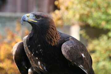 Eagle profile