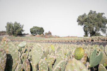 Close up of a nopal tuna during a sunrise in the harvest season