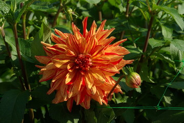 Dahlia orange au jardin en été